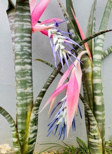 Amazon.com : Billbergia brasiliensis Seeds for Planting (5 Rare