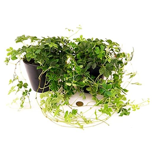 POWERS TO FLOWERS - CISSUS STRIATA COMPACTA Vaso 12cm, 2 PIANTE, piante vere