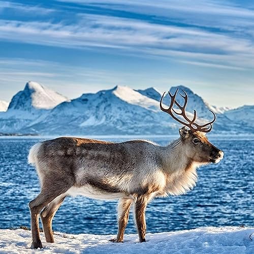 Reindeer (Christmas Special)