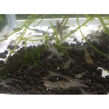 Amazon ミナミヌマエビ 50匹 エビ 飼育用 餌用にも 生体 Emuwai Emuwai 観賞魚 水中生物 通販