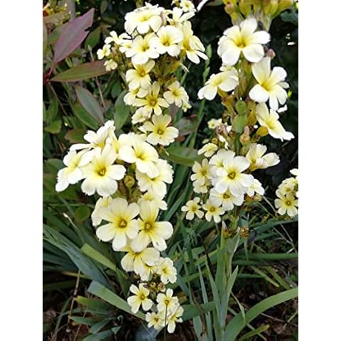 Sisyrinchium Striatum - Rush Lily x 50 Seeds - Cottage Garden Flowering Perennial Cover