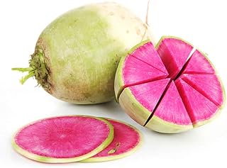 Watermelon Radish Raphanus sativus Seeds 500+ Each Non-GMO Open Pollinated Seeds for Home and Yard Garden Planting