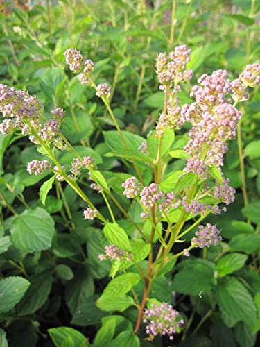 Säckelblume Perle Rose - Ceanothus pallidus Perle Rose - immergrüner Zierstrauch