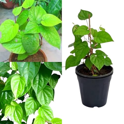 Betel leaf plant live Pack of 1 plant