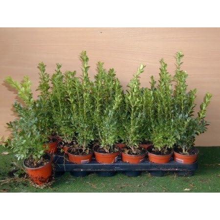 Buchsbaum Buxus sempervirens arborescens 15 cm hoch mit Topfballen 20 Stck.