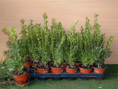 Buxus sempervirens arborescens 15 cm wysokości z belami doniczkowymi 20 szt.