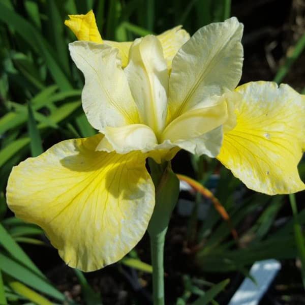 12 unità Iris Sibirica 'Butter And Sugar' - Iris Siberiana 'Butter And Sugar' Vaso 9x9cm ±1 m² - Iris Siberiana con Fiori Giallo-Bianco
