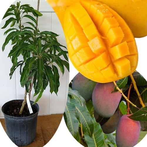 Grafted Mango Plant Live Tree, 2-3 Ft Tall in 3 Gallon Pot, High-Yielding for Spring Planting (Small)