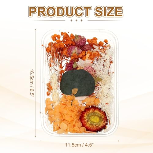 uxcell Natural Dried Flower Set flores secas naturales miniatura 2