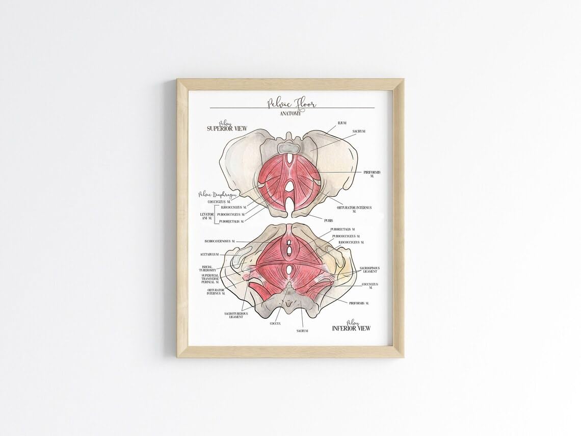 Pelvic Floor Anatomy Poster, Physical Therapists Osteopaths, Pelvic Physical Therapy, Anatomical Education Study Teaching, Pelvic Floor Educational Poster Pelvis Wall Art Vertical Poster And Canvas