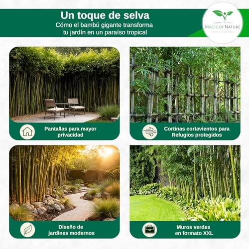 Miniatura 5 de Magic Of Nature: Semillas De Bambú Gigante 60 Uds.