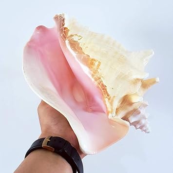 Conch Shell Decor, 1pcs Pink Queen Conch Seashell by Beach Decor Sea Shell,(9-10cm)