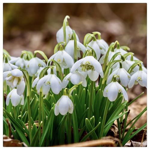 Bulbi di Galanthus | Fresco, Naturale-Delicato, Elegante, Tenero, Serena-1 bulbi