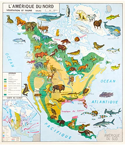 Affiche Vintage Scolaire Cartes du monde - Amérique du Nord Faune - Poster Décoration Murale A3+ (32 x 45 cm) pour embellir et donner une touche Déco à...