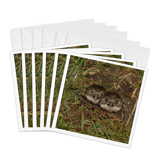 Cartes de vœux chouette terrier 15,2 cm 3dRose correspondance nature lot de 6