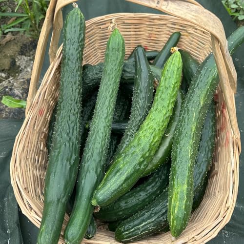 250 semillas de pepino