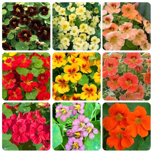 100+ Nasturtium Seeds for Planting-Annual Climbing Tropaeolum Nasturtium Seeds Attracts Pollinators
