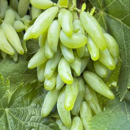 Image of G- All-Time 12 Months Hybrid (GRAFTED) Live Fruit Plant Original & Authentic Organic Tree for Outdoor Fast-Growing Fruit Plant Home Gardens Sweet Healthy Plant Pack Of-1 (Green Grapes Plant, Medium)