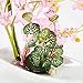 Imiee Artificial Phaleanopsis Arrangement with Vase Decorative Orchid Flower Bonsai (Pink)