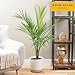 Costa Farms Majesty Palm Live Plant in Decorative Pot, Large Indoor Houseplant, Perfect for Home, Room, or Office Decor, Great House Warming or Birthday Gift, 3-4 Feet Tall