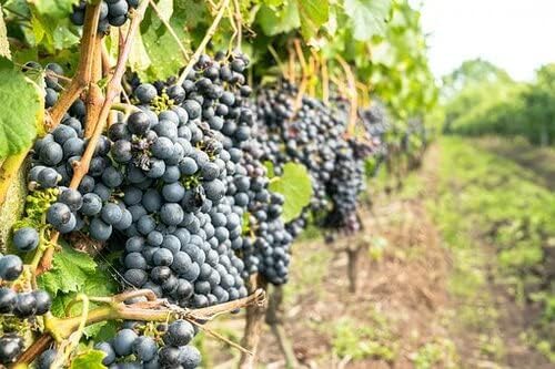 Bluebell Grape Vine - 1 Bare Root Live Plant