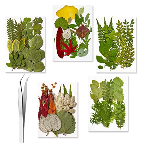 99 piezas hojas secas prensadas para manualidades miniatura 7