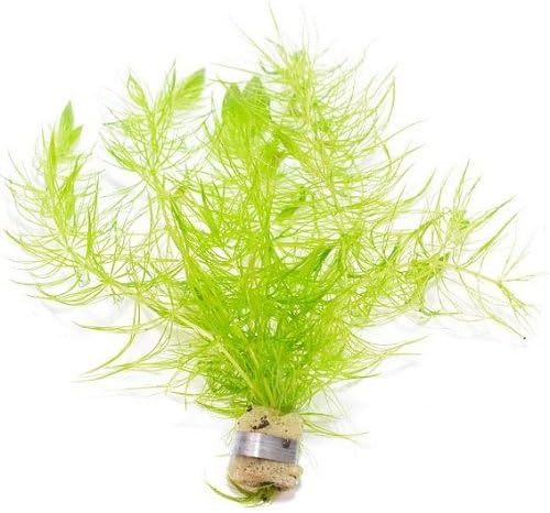 新発売 水草 国産マツモ 無農薬 5本