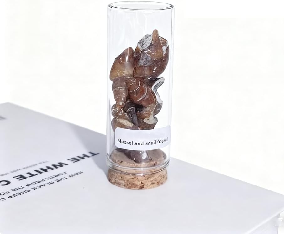 A Bottle of Baculite Fossils, Suitable for Science Popularization, Collection, and as a Gift.