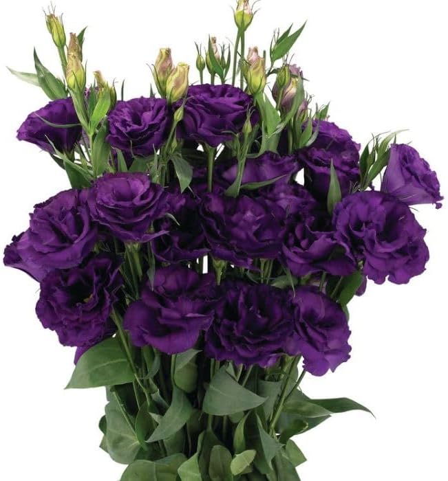Lisianthus (Lale Gül) Advantage Serisi - MOR (5 Tohum)