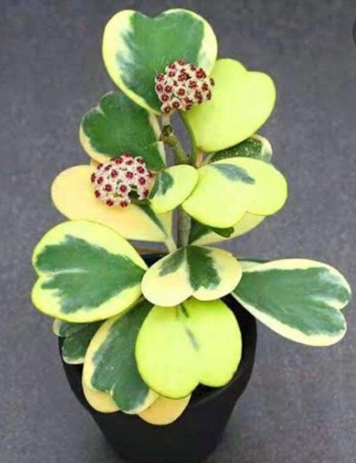 Miniatura 4 de Hoya Plant Live, Kerri Hoya abigarrado en maceta de 4 pulgadas, vid suculenta rara en forma de corazón con hojas crema y verdes, planta de interior