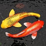 VKEVOC Set of 2 Koi Fish Garden Stakes, Red & Gold Resin Sculptures, Weatherproof Outdoor Patio Pond Decor, Feng Shui Yard Art, Easy Setup Gift(B&Y)