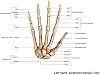 Laminated Human Left Hand Posterior Dorsal View Bones Anatomy Chart Medical Scientific Science Class Classroom Lab Doctor Office Poster Dry Erase Wall Art 24x16