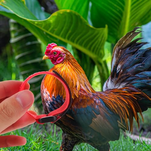 Collares Antirruido de Nylon Resistente HOMSFOU Ajustables para Aves 6