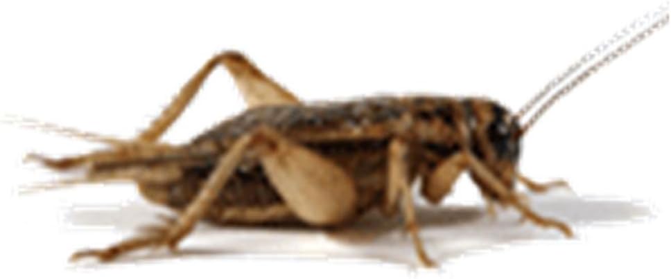 1000ct Live Crickets, 1/4 Inch-2Wk Old, 3 Cents Ea. Original Brown Crickets