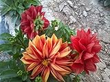 Enanas dalia Cvs colores mezclados Cactus dalias doble de flor Flor 300 Semillas