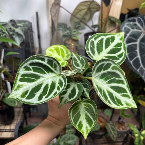 観葉植物 アンスリウムドラヤキ」の人気商品一覧 | 安い商品を通販