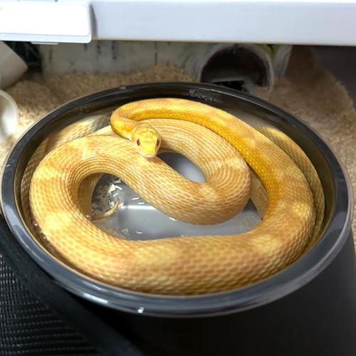 Snake Bathing Pool, Snake Water Bowl Dish, Reptile Soaking Dish,Reptile Terrarium Habitat Accessories for Snakes,Easy Cleaning,7.87''×7.87''×3'',Black by KFPSHLQE - Used condition - Image 6