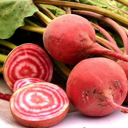 種 野菜たね 菜類 ビーツ ゴルゴ 1袋（45粒） / 国華園 25年秋商品のサムネイル