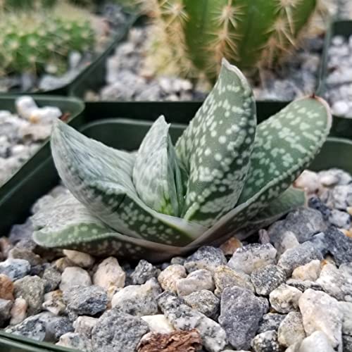 Planet Desert Gasteria Sakura Fuji Cacti Cactus Succulent Real Live Plant #TOP4