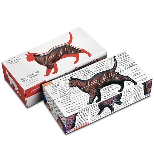 Feline Anatomy Study Cube 3D Cat Learning Model with Muscles Skeleton & Organs | Foldable Cat Anatomy Study Cube for Vet Students Teachers & Animal Lovers