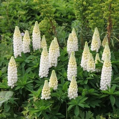 Miniatura 2 de Eden Brothers Russell Lupine Seeds - Noble Maiden