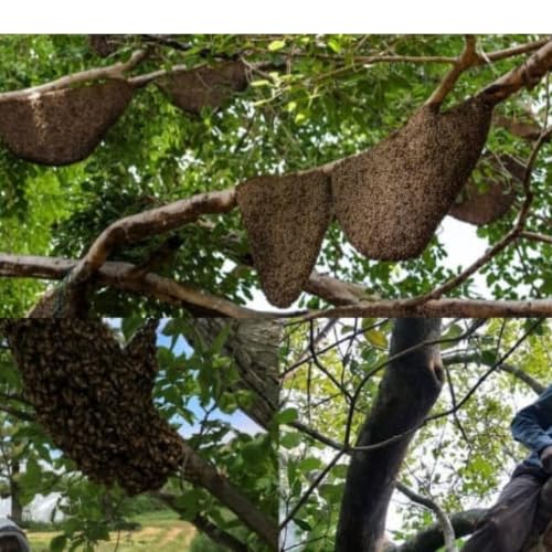 Image of Wild Forest Honey 500 Grams