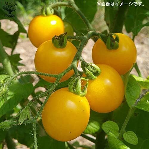 Amazon Co Jp 新食感 薄皮ミニトマト苗 プチぷよ 赤実 黄色実 各1個 2色セット 野菜苗 10 5cmポット自根苗 赤実1個 黄色実1個 2色 合計2個セット 赤ちゃんのホッペのように皮がプヨプヨに柔らかい 新食感ミニトマト 丸ごと口に放り込むと 熟したサクランボを噛んだ