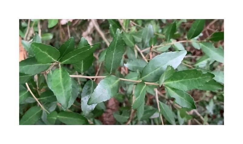 Stk - 10x Ilex vomitoria Yaupon Stechpalme Garten Pflanzen - Samen B1120 - Seeds Plants Shop Samenbank Pfullingen Patrik Ipsa - Image 7