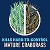 BioAdvanced All-in-One Lawn Weed & Crabgrass Killer, Concentrate, 32 oz