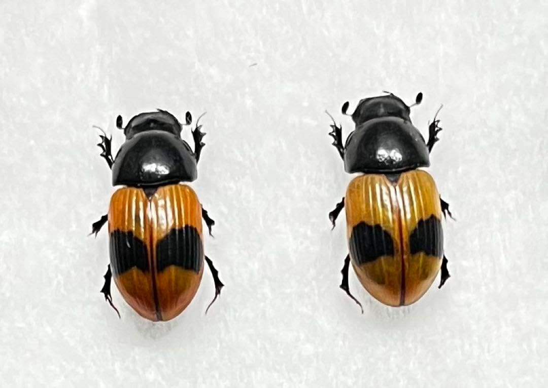 洞窟性のツヤムネハネカクシ 四国産 標本