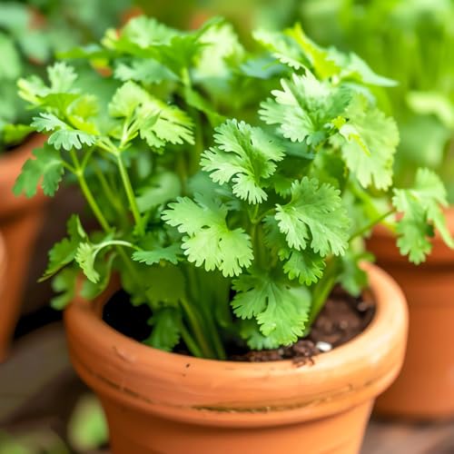 semillas de cilantro silvestres camas elevadas, cobertura del suelo jardín interior, resistentes 200pcs