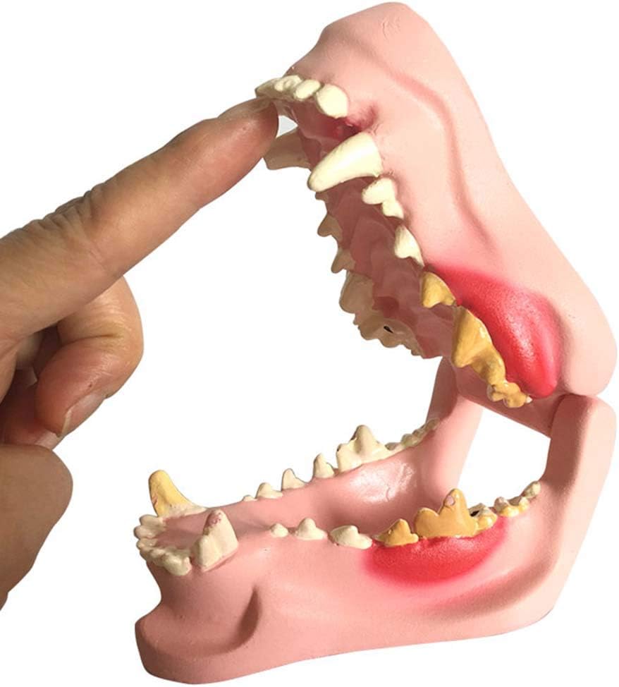 教育モデル犬犬顎解剖モデル犬歯科病理学モデル解剖学動物骨格教育デモンストレーションモデル学校、教育の教育支援用