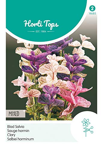 Hortitops 14685 Mélange tricolore de sauge Horminum (graines de sauge)