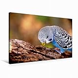 Die Deko-Bilder werden fertig aufgespannt in sicherer Versandverpackung geliefert. Der Massivholz-Rahmen aus nachhaltigem Anbau sorgt für hohe Form Stabilität